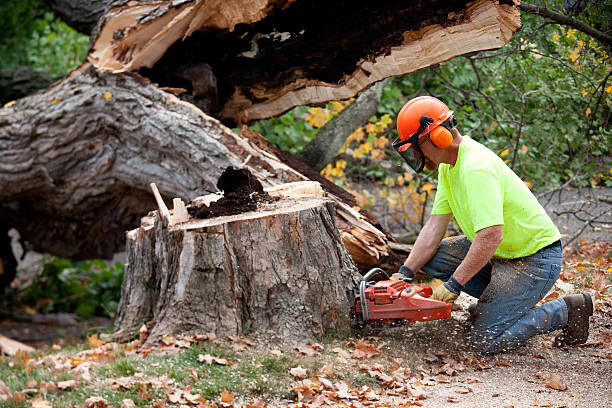 How Our Tree Care Process Works  in  Natalbany, LA